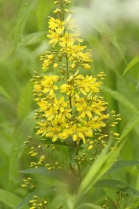 HP20150719AKusaredama