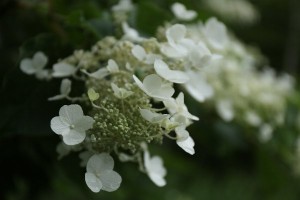 HP20150719ANoriutsugi1