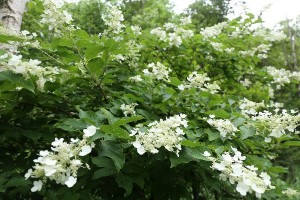 HP20150719ANoriutsugi2