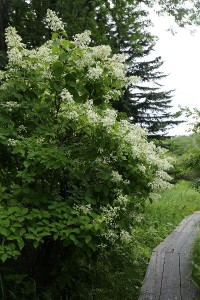 HP20150719ANoriutsugi3