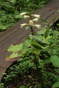 HP20150719AOoubayuri