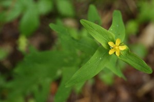 HP20150719AOtogirisou