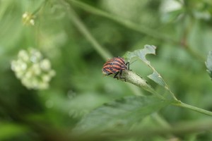 HP20150719CAkasujikamemushi