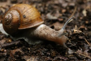 HP20150719CEzomaimai