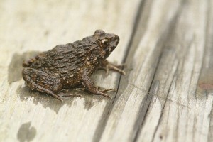 HP20150719CTsuchigaeru