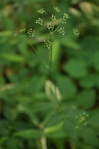 20150723Kanotsumesou