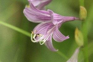 20150723Tachigiboushi