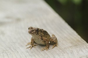 20150723Tsuchigaeru1