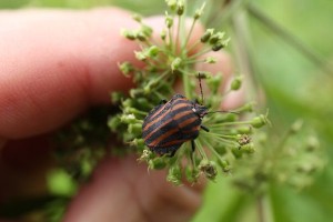 20150730Akasujikamemushi