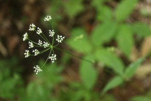 20150730Kanotsumesou