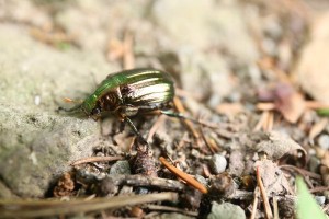 20150730Oosujikogane