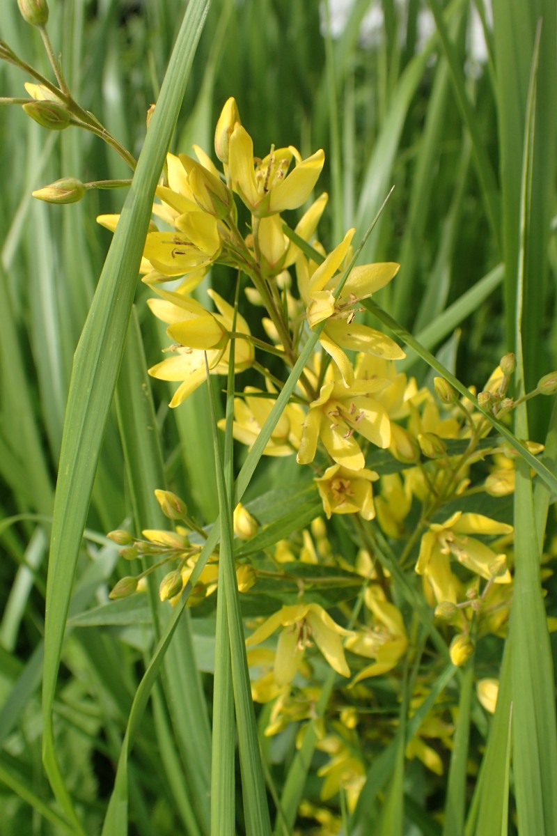 ガイドウォーク