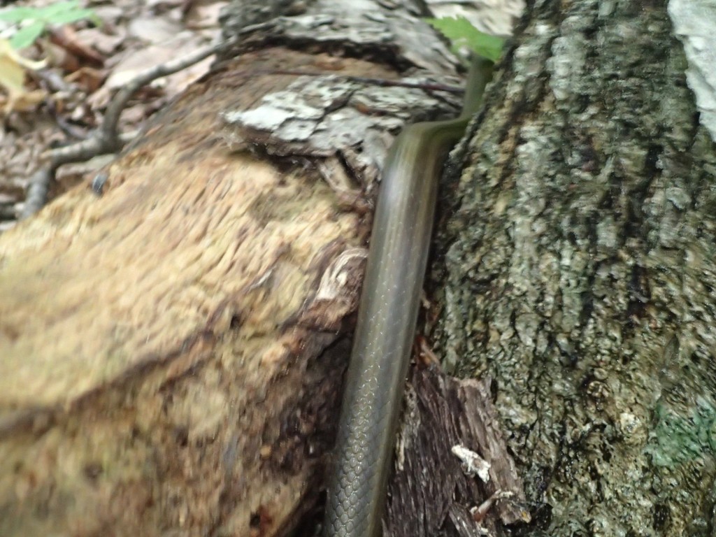 アオダイショウ