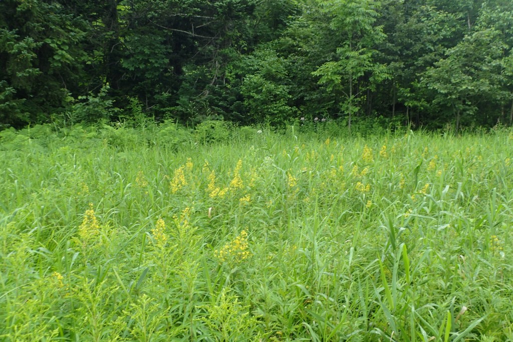 クサレダマ遠目