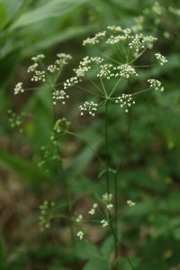 20150804Kanotsumesou