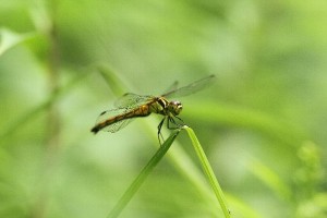 20150804Mayutateakane