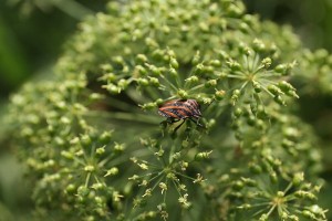 20150804Akasujikamemushi