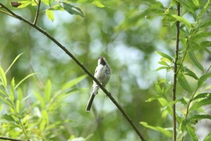 20150804Hashibutogara