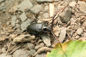 20150804Nokogirikamikiri