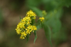 20150811Akinokirinsou