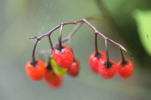 20150811Oomarubanohoroshi