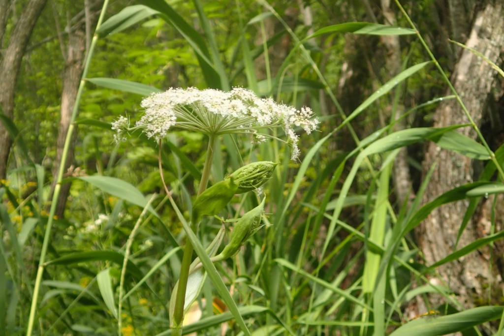 オオバセンキュウ