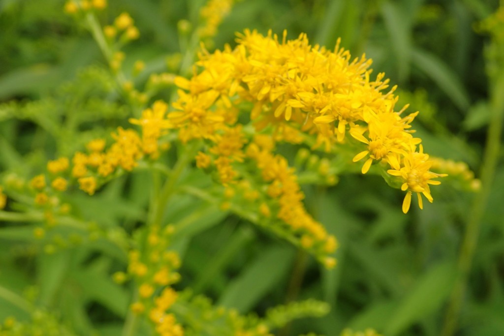 オオアワダチソウ