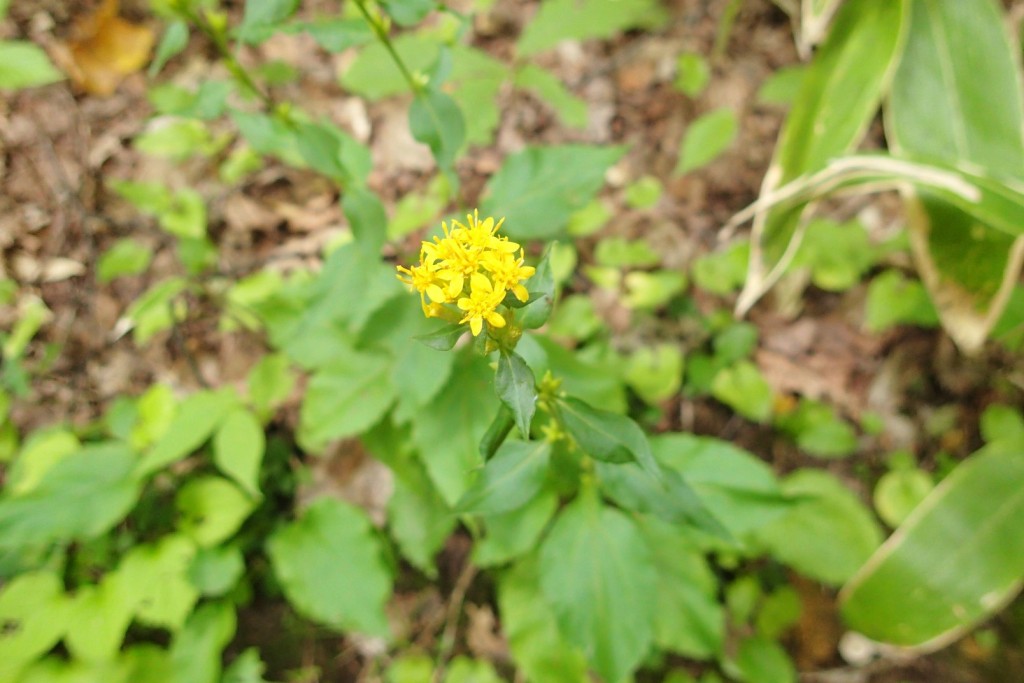 アキノキリンソウ