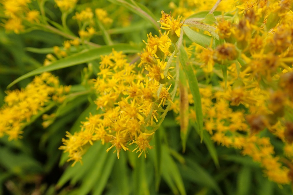 オオアワダチソウ