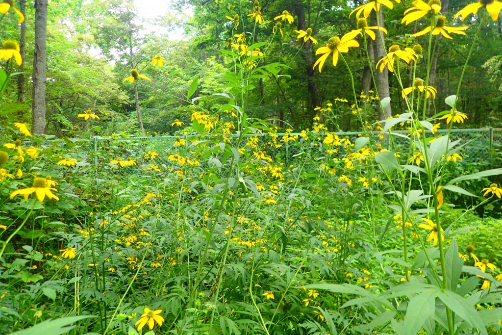 オオハンゴンソウ