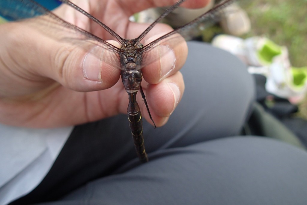 コシボソヤンマ２