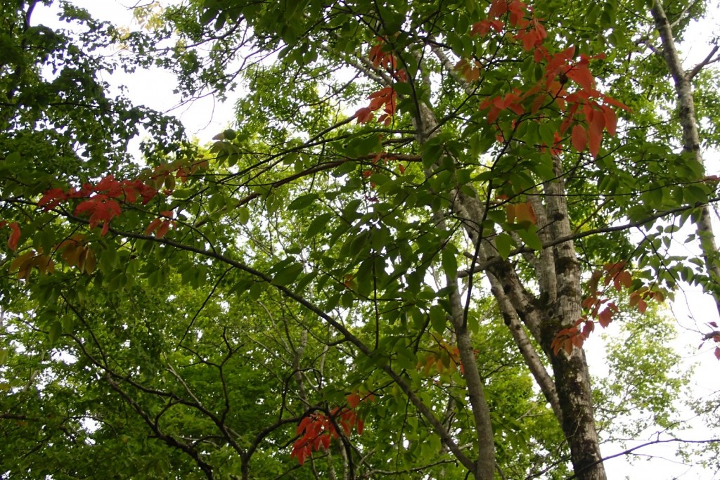 シウリザクラ紅葉