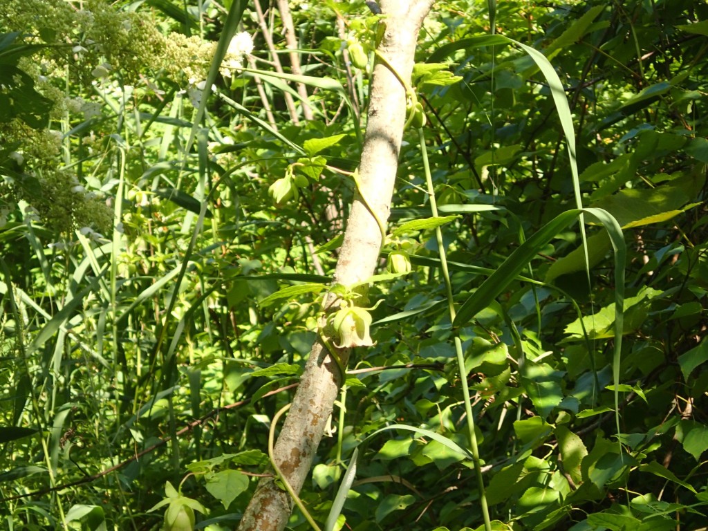 ツリガネニンジン