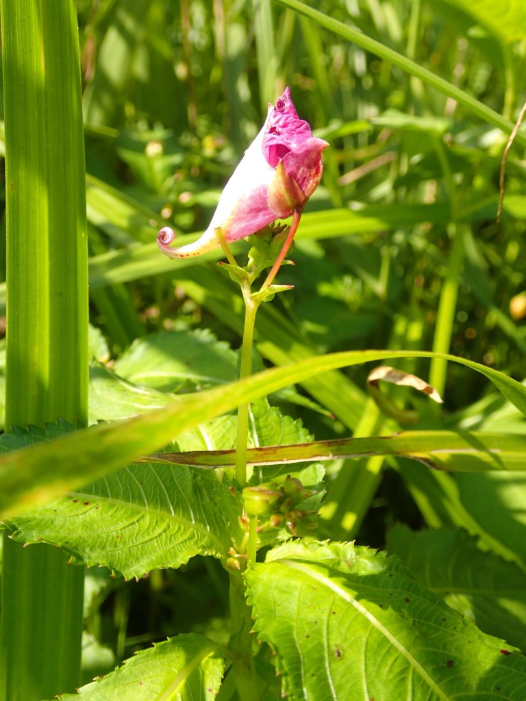 ツリフネソウ１