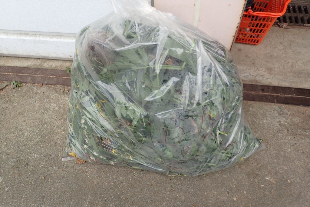 防除したオオハンゴンソウ