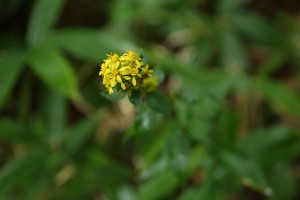 20150904Akinokirinsou