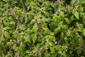 20150904Tsurihunesou