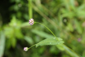 20150904Akinounagitsukami