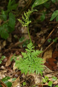 20150904Ezohuyunohanawarabi