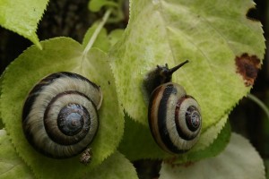 20150904Sapporomaimai