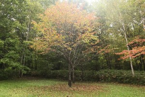 20150922Ezoyamazakura