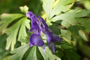 20150922Ezotorikabuto