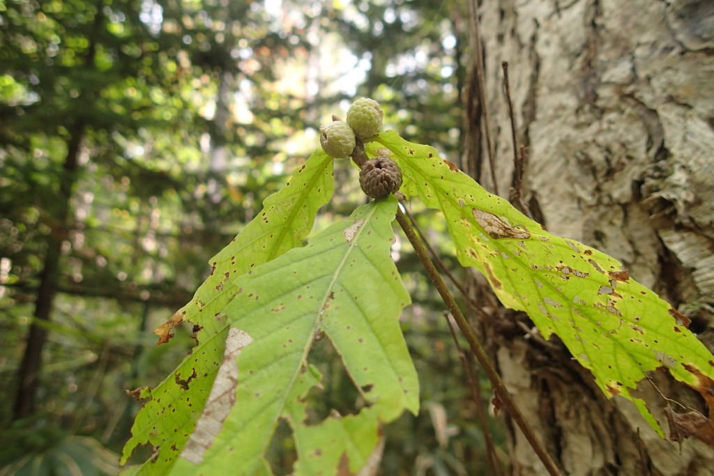 どんぐりの赤ちゃん（ミズナラ）