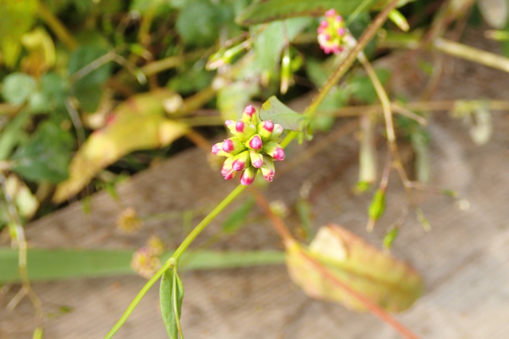 アキノウナギツカミ