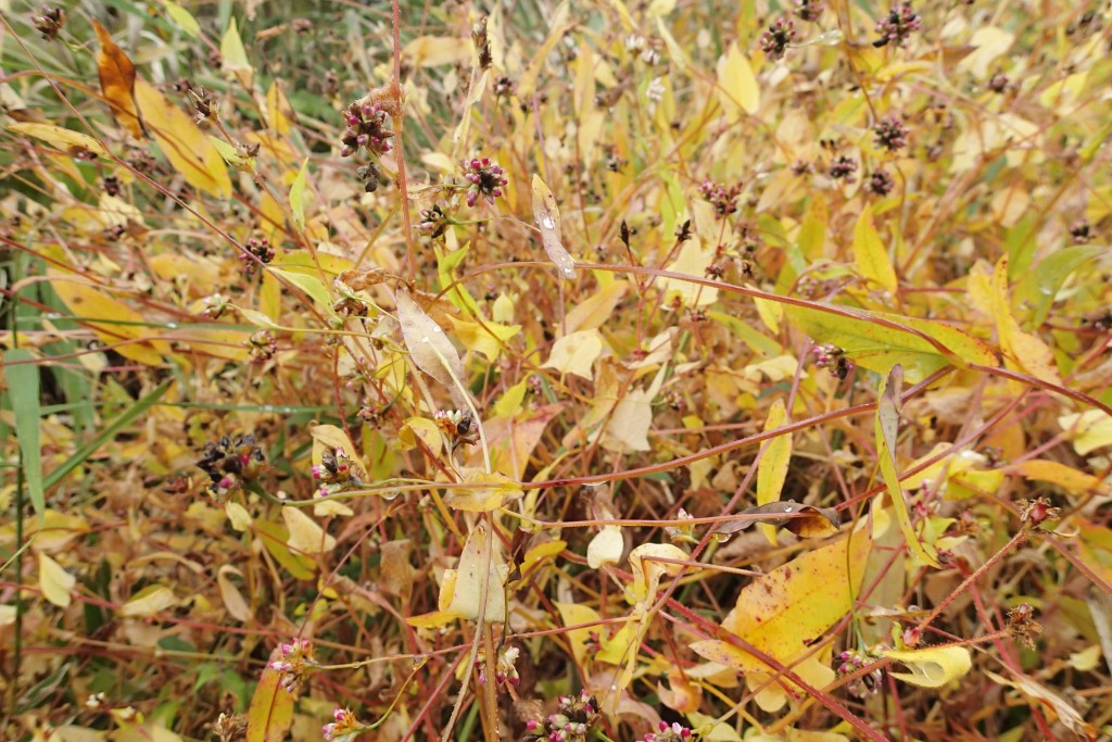 アキノウナギツカミ