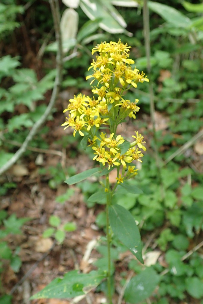 アキノキリンソウ