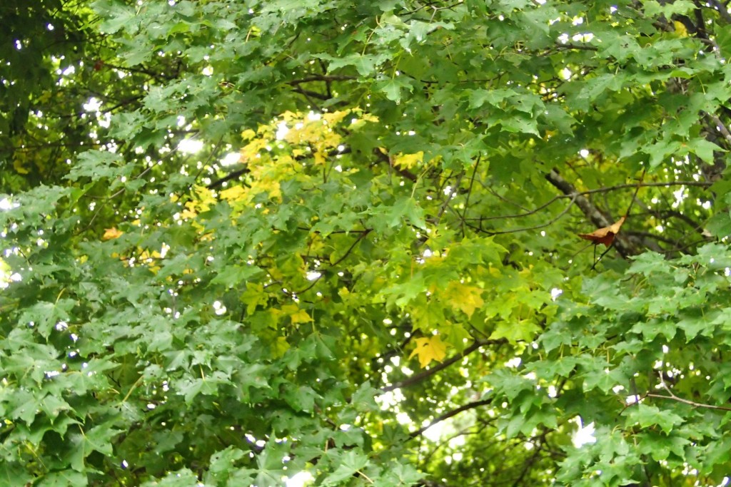 イタヤカエデ２