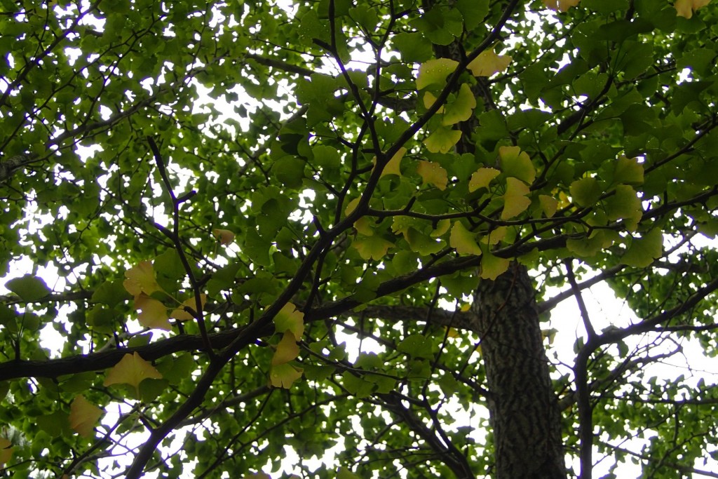 イチョウの黄葉