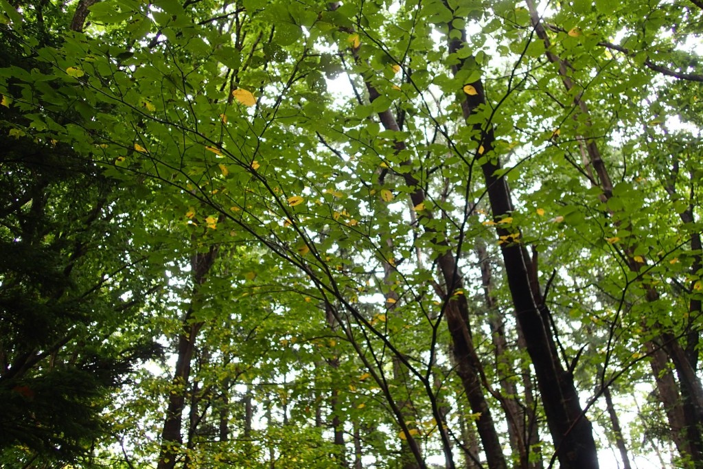 イヌエンジュの黄葉