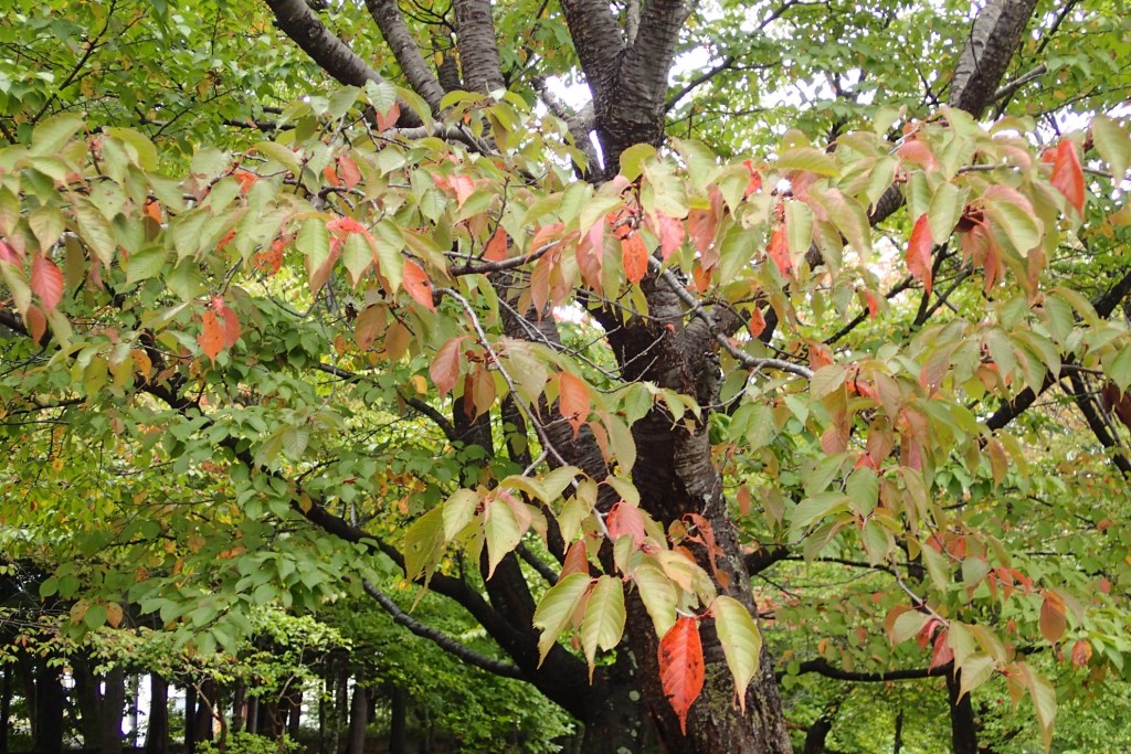 エゾヤマザクラ紅葉